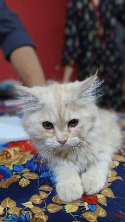 persian kitten