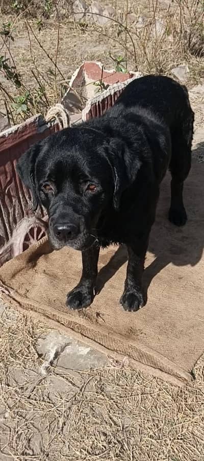 Labrador dog for sale location shahdara Lahore