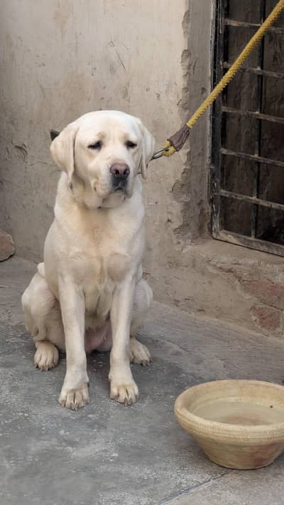 Labrador female  for new home 0/3/2/9/9/1/8/1/6/3/3. only what'sp