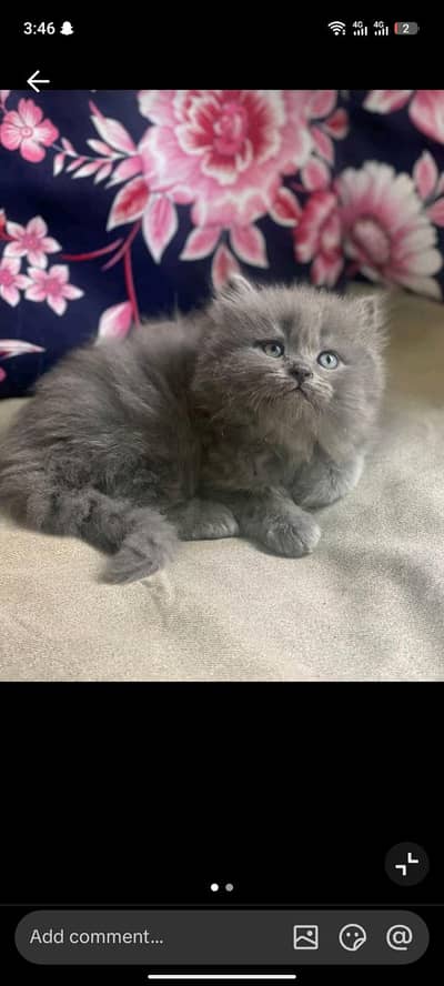 kitten cat  for sale