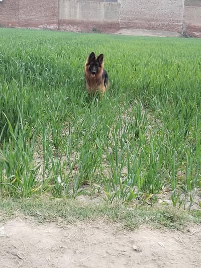 Original German Shepherd