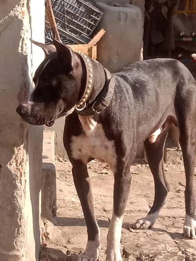 nagi bully" 33+ for stud ser