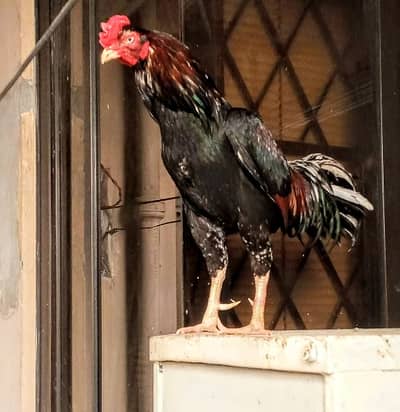 AseeL Murga chicken mianwali Lakha chicks Farm