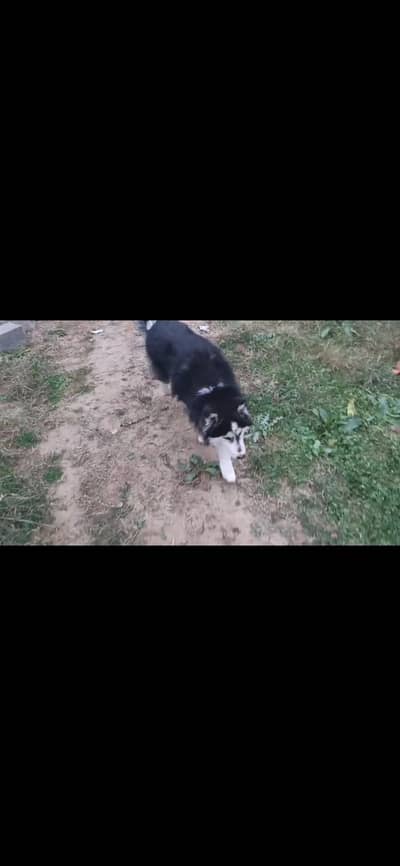 husky dog male