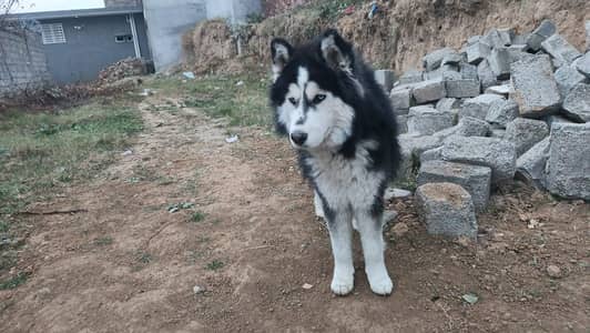 husky dog male