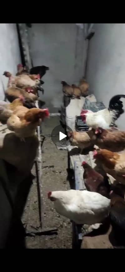 Desi / Indigenous Hens for Sale – Healthy & Organic