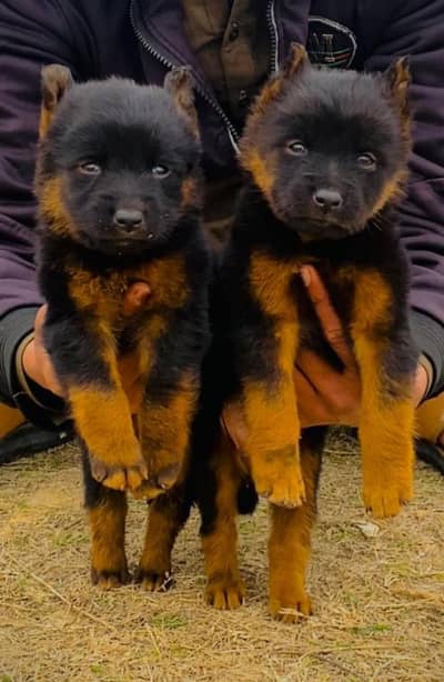 German Shepherd long coat pair 2 month for sale