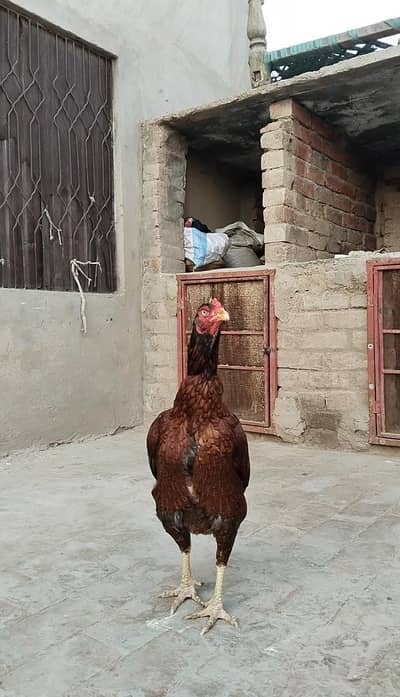 aseel breeder Madi for sale Whatsapp number 03225996138