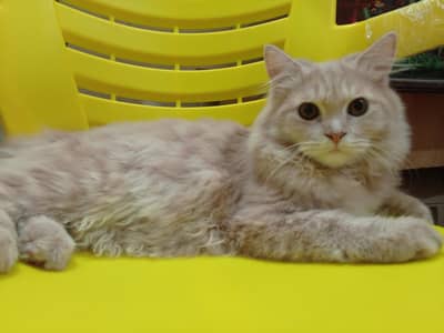Golden Breeder Male Cat - 2Yeas Old - Friendly & Home Raised.