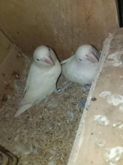 lovebird pair white