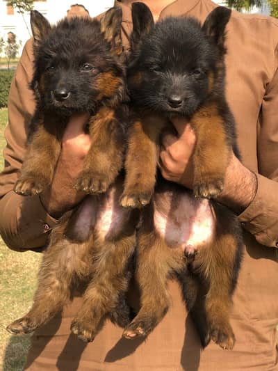 German shepherd long coat pair  for sale age 2 month