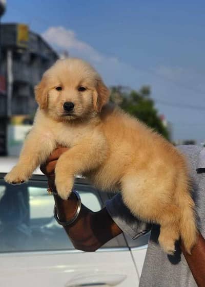 golden retriever puppies 03425655411
