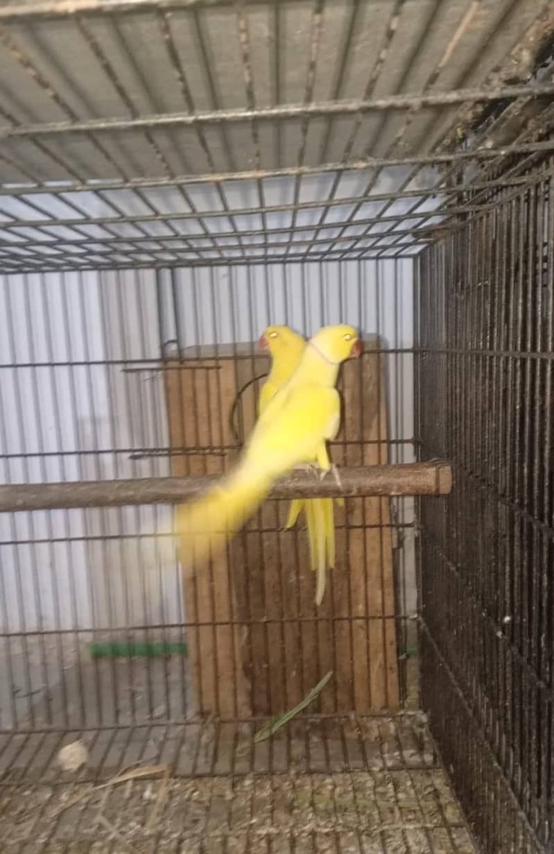 Yellow ringneck 0