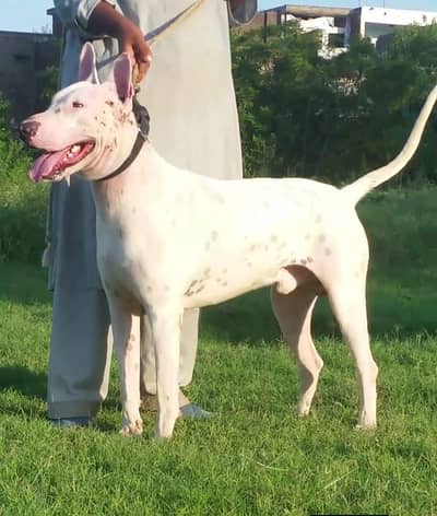 Guwahati gultair male age 11 month for sale