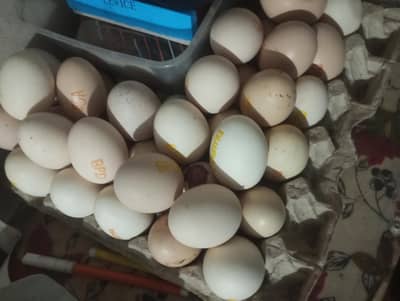 Aseel Fertile Eggs