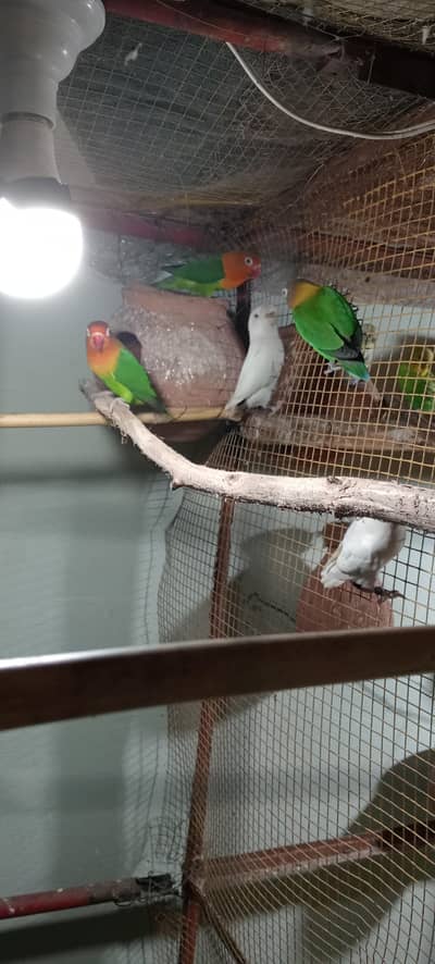 love birds 3 breeder pairs