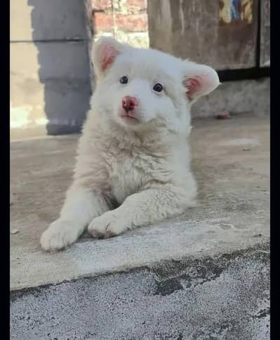 Russian puppy dog for sale