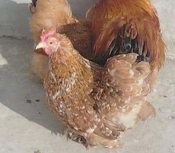Cochin Porcelain Bantam Silki polish brahma heavy buff