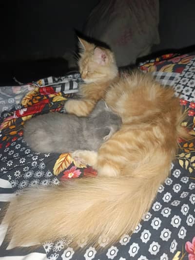 Persin cat with 1 gry color baby.