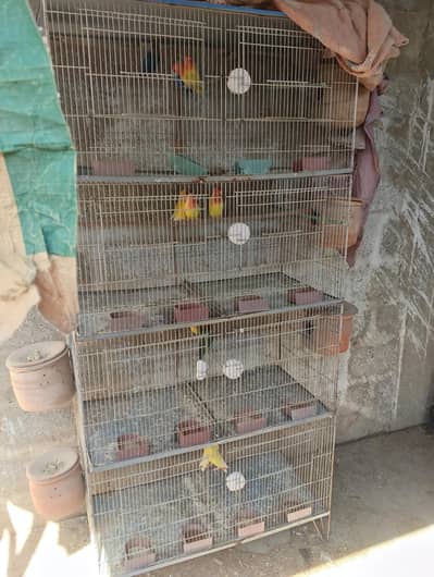 all Love Bird  for sale