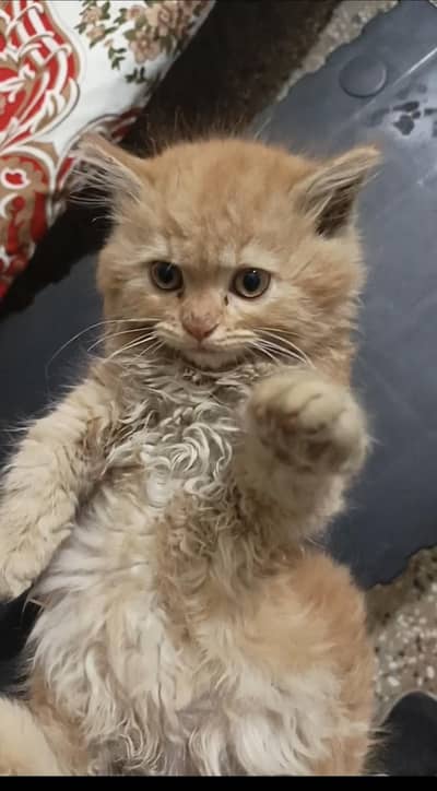 female kitten for sale