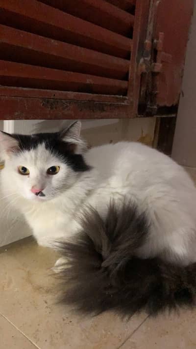 mixed breed hai domestic long hair cat or active hai . Num:03323049181