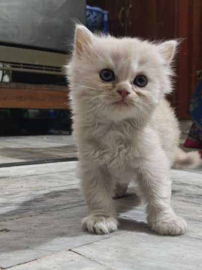 Persian High Quality Kittens