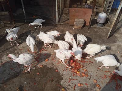 white heera aseel for sale