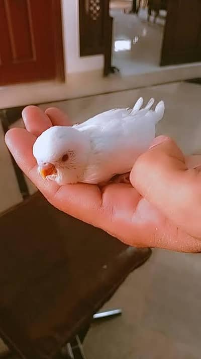 Tamed Love Bird Zero Bite Fly Tamed Albino Red Eye