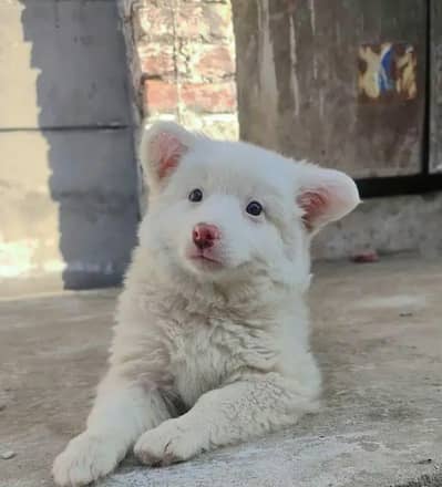 Russian puppy dog for sale my WhatsApp number 0322*010*5633