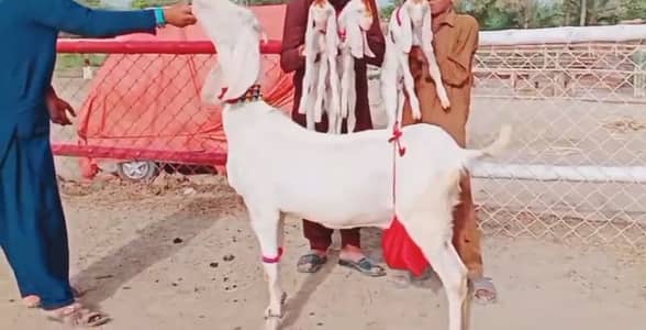 Rajanpuri Bakri For Sale Whatsapp 03266288418