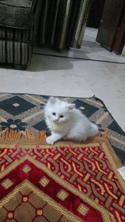 Persian Kitten
