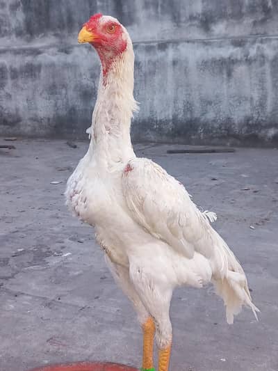 pure German o shamoo