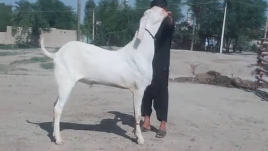 Rajanpuri Bakra For Sale Whatsapp 03266288418