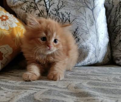 LOCATION : SARGODHA | CONTACT  : 03105322532