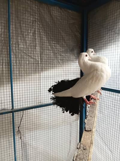 black tale +black shoulder chick's pair