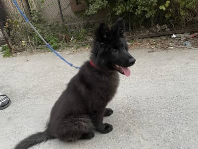 block German Shepherd female puppy