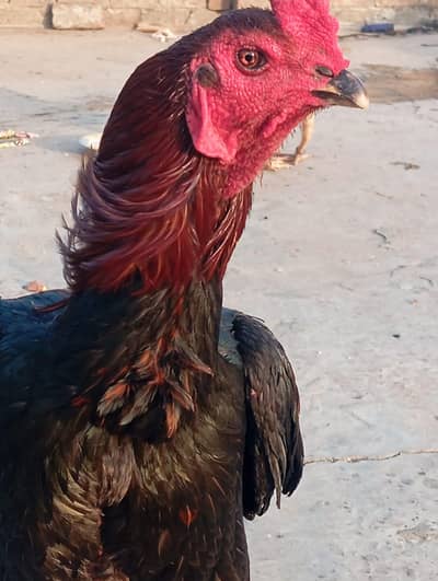 Pair for sale call 03229757501