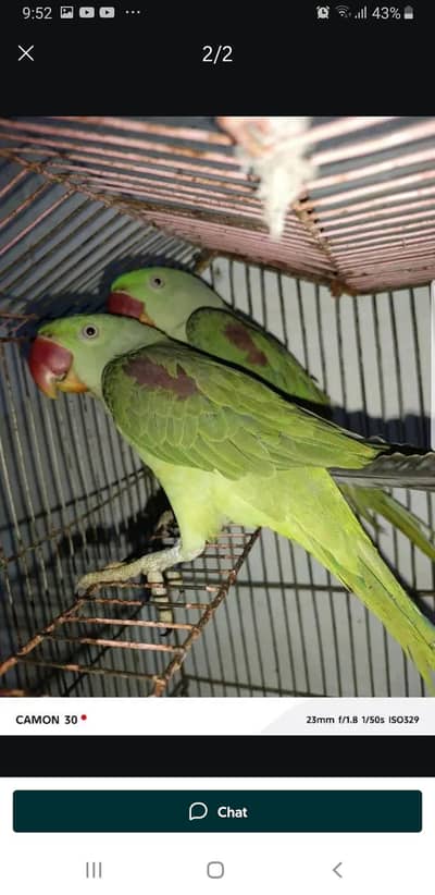 Rawparrot forsale