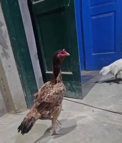 Aseel Sindhi murgi for sale