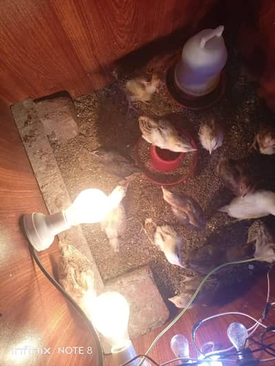 Aseel chicks/Golden Misri Chicks