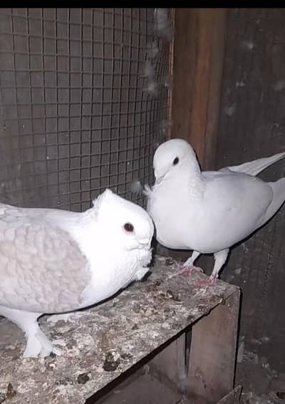 Healthy and Active (Also Exchnage possible)