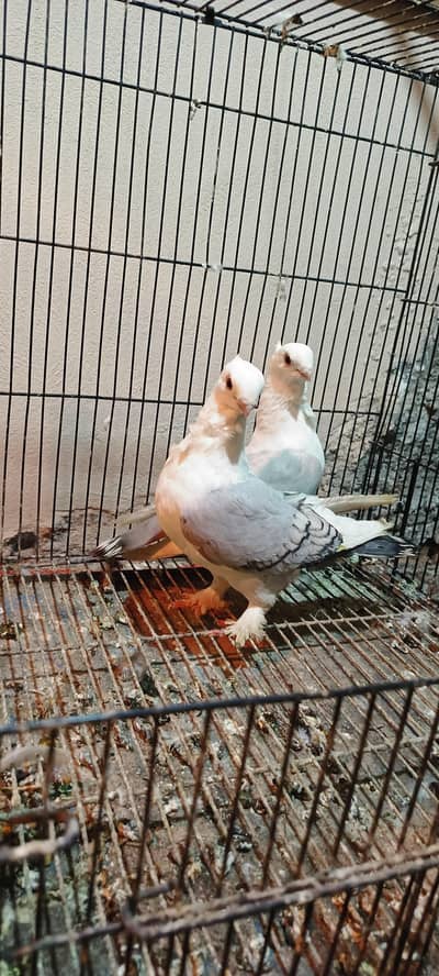 Quality 2 sentinent pairs available