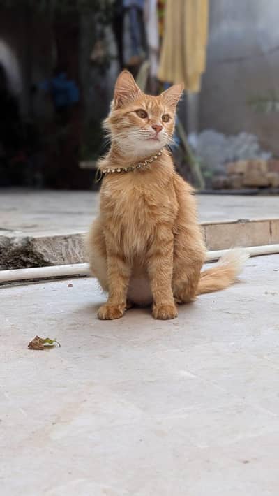 Persian cat