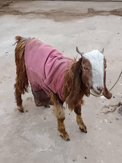 5 Paris of goats 3 female 2 male