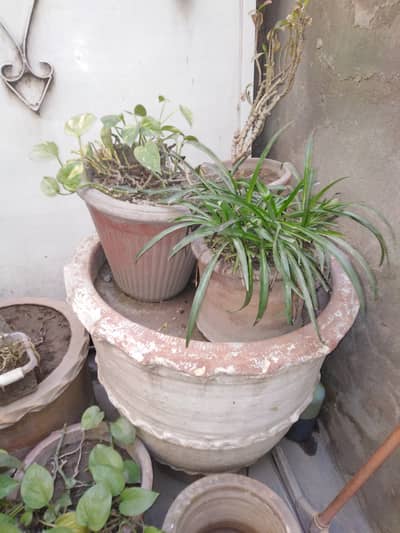 Iron door in good condition and large pot for plants