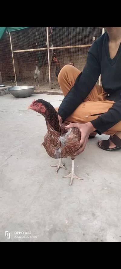 Aseel murgi for sale