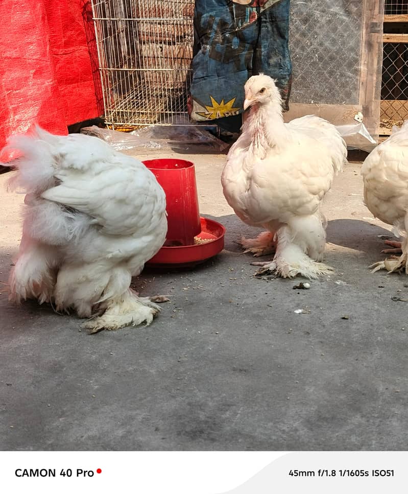White Buff Chicks 2