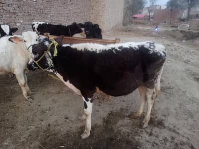 5 wachy four sale adda 34 puli