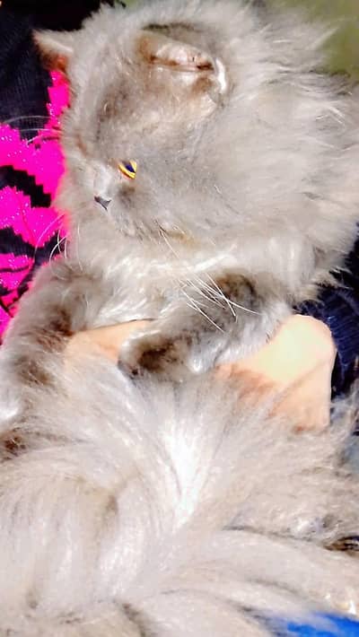 Persian cat for sale